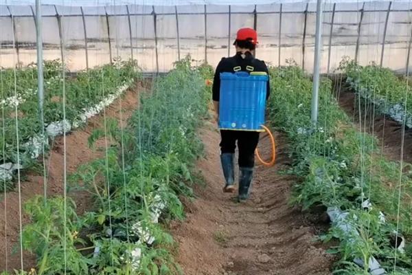 番茄怎样打枝才能多结果，只需保留一条主茎