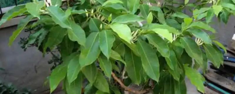 如何养护盆栽白兰花，生长旺期每隔半个月追施一次花肥