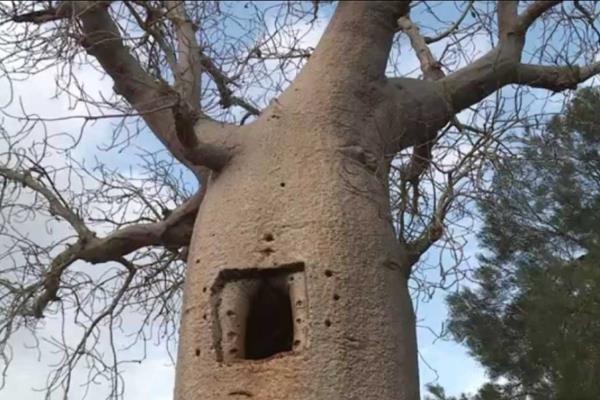 中国能不能种猴面包树，只能种在北回归线附近或以下的地区