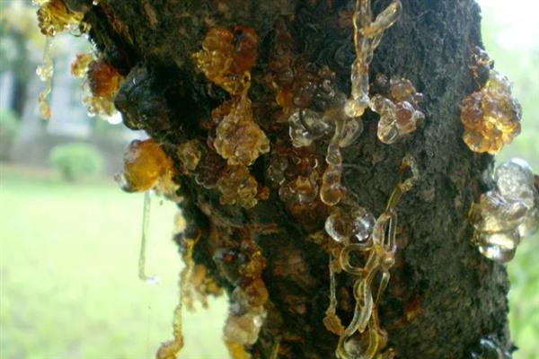 樱桃树流胶怎么办，萌芽前喷施石硫合剂可灭杀病菌