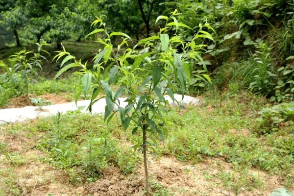 双喜红油桃怎么种植,理顺根系后再栽入穴中