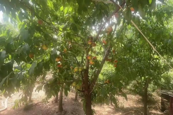 双喜红油桃怎么种植,理顺根系后再栽入穴中