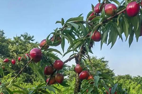 双喜红油桃怎么种植,理顺根系后再栽入穴中