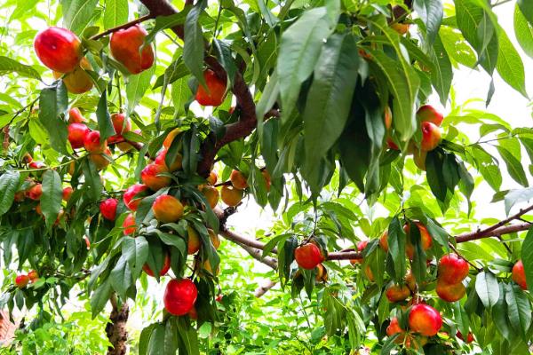 双喜红油桃怎么种植,理顺根系后再栽入穴中