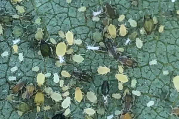 双喜红油桃怎么种植,理顺根系后再栽入穴中