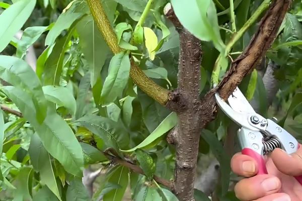 双喜红油桃怎么种植,理顺根系后再栽入穴中