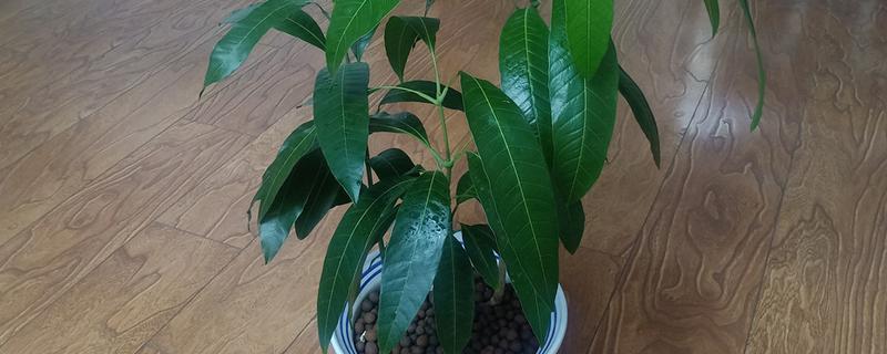 怎么种植芒果，主要施加以氮肥和钾肥的肥料