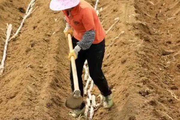 怎么种植甘蔗，每亩地的有效茎不能少于4500株