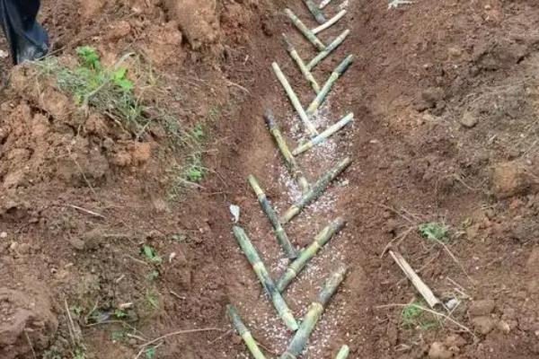 怎么种植甘蔗，每亩地的有效茎不能少于4500株
