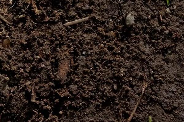 怎么种植甘蔗，每亩地的有效茎不能少于4500株