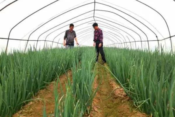 大葱温室囤葱栽培方法，做出高埂低畦再把植株囤栽至畦沟中