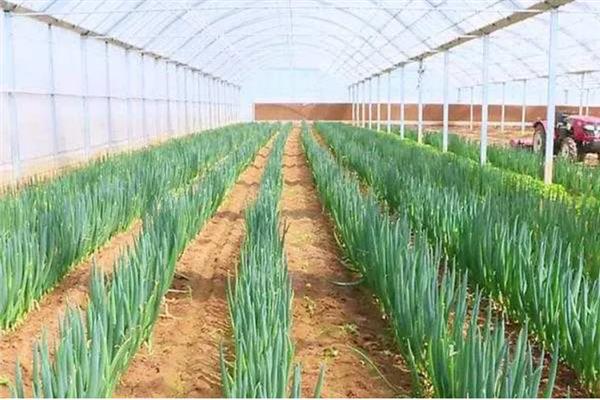 大葱温室囤葱栽培方法，做出高埂低畦再把植株囤栽至畦沟中