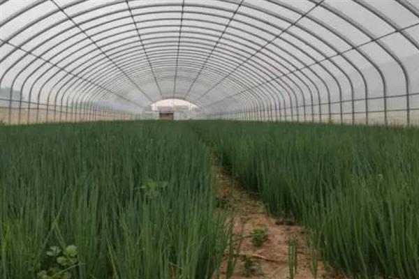 大葱温室囤葱栽培方法，做出高埂低畦再把植株囤栽至畦沟中