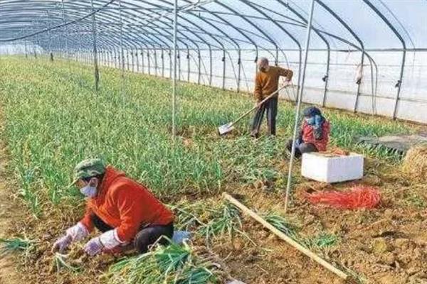 大葱温室囤葱栽培方法，做出高埂低畦再把植株囤栽至畦沟中