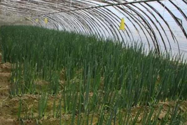大葱温室囤葱栽培方法，做出高埂低畦再把植株囤栽至畦沟中
