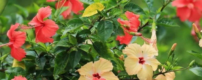 朱槿和扶桑花是不是同一种花，二者是同一个品种