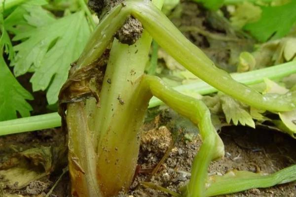 大棚芹菜烂茎的原因，可能是黑腐病或软腐病导致