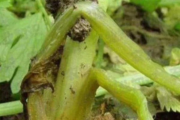大棚芹菜烂茎的原因，可能是黑腐病或软腐病导致