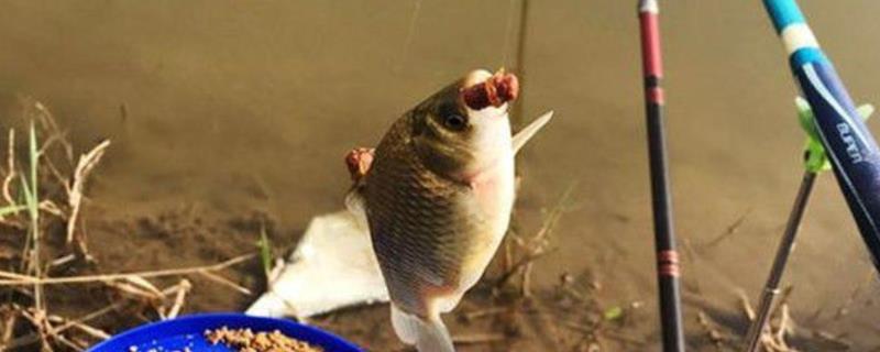 野钓适合拉饵还是搓饵，因钓点、鱼情、水情等因素而异