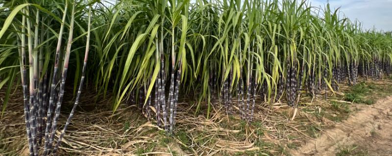 甘蔗的种植时间，一般为1-3月份、8-9月份