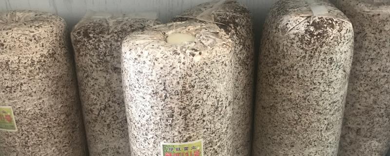 菌种的脱毒方法，可借鉴植物的脱毒技术