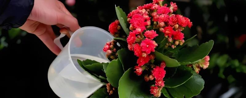 长寿花怎么浇水，春秋季节每隔5天浇一次