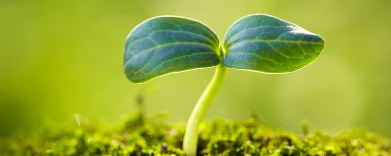 如何播种发芽的种子，在土面上撒播后覆盖细沙土