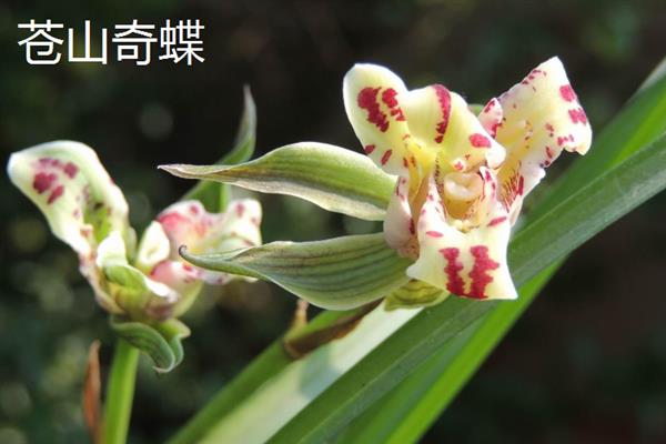 哪些莲瓣兰值得养殖，有大雪素、黄金海岸、点苍梅等品种
