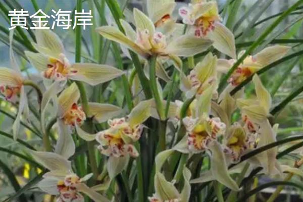 哪些莲瓣兰值得养殖，有大雪素、黄金海岸、点苍梅等品种