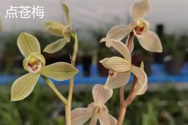 哪些莲瓣兰值得养殖，有大雪素、黄金海岸、点苍梅等品种