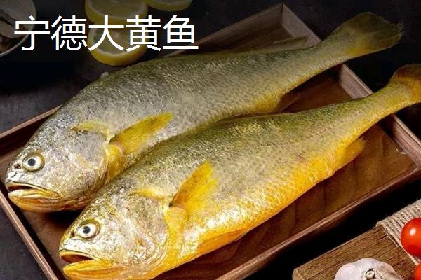 哪些地方产的黄花鱼好，宁德、象山和舟山产的为佳