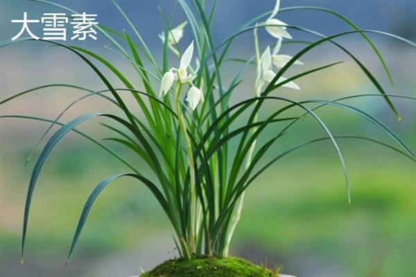 哪些莲瓣兰值得养殖，有大雪素、黄金海岸、点苍梅等品种