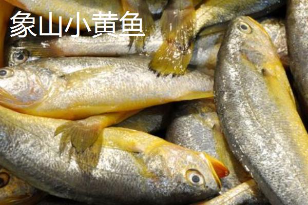 哪些地方产的黄花鱼好，宁德、象山和舟山产的为佳