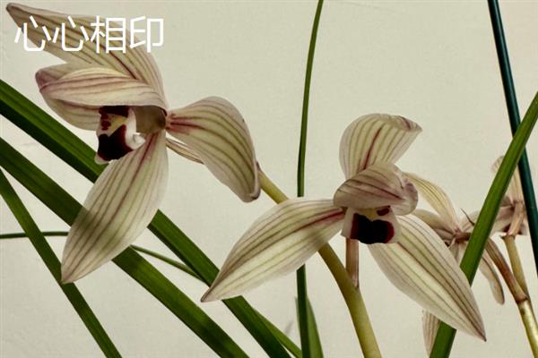 哪些莲瓣兰值得养殖，有大雪素、黄金海岸、点苍梅等品种