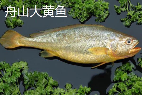 哪些地方产的黄花鱼好，宁德、象山和舟山产的为佳
