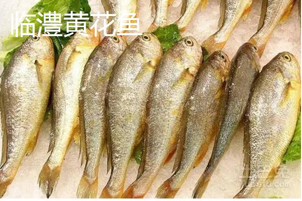 哪些地方产的黄花鱼好，宁德、象山和舟山产的为佳