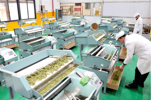 漳平水仙茶的特点是什么,会散发出水仙花香具有醇爽细润的滋味