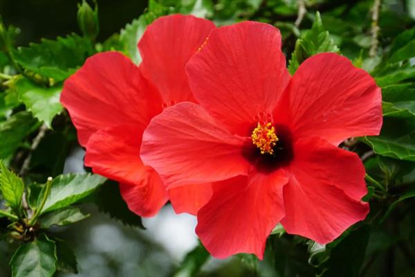 朱槿和扶桑花是不是同一种花，二者是同一个品种