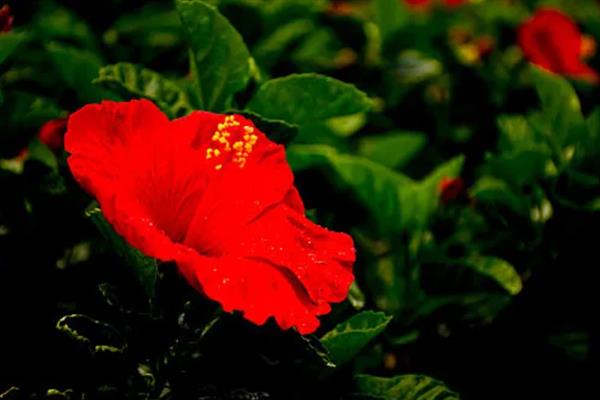 朱槿和扶桑花是不是同一种花，二者是同一个品种