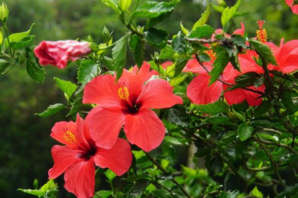 朱槿和扶桑花是不是同一种花，二者是同一个品种