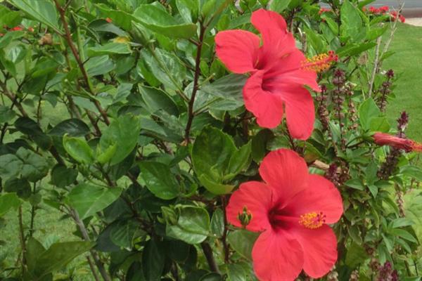 朱槿和扶桑花是不是同一种花，二者是同一个品种