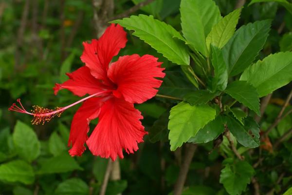 朱槿和扶桑花是不是同一种花，二者是同一个品种