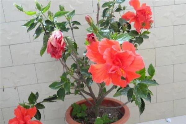 朱槿和扶桑花是不是同一种花，二者是同一个品种