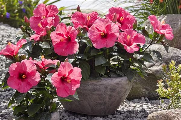 朱槿和扶桑花是不是同一种花，二者是同一个品种