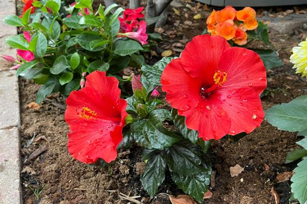 朱槿和扶桑花是不是同一种花，二者是同一个品种