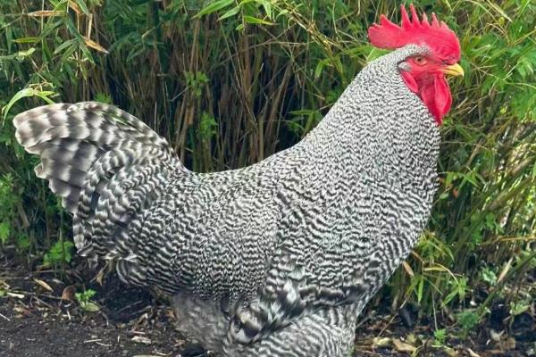 芦花鸡的习性，食性广活动量大、认巢性较强
