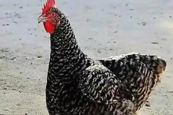 芦花鸡的习性，食性广活动量大、认巢性较强