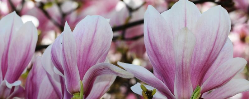 二乔玉兰的简介，属于木兰科、玉兰属植物