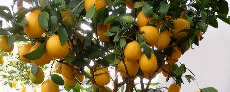 柠檬树为何不开花不结果，可能是土壤不适、光照不足、营养不良等因素导致