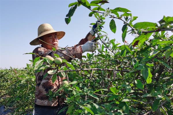 果树农药过重如何处理，可以速度向叶面喷洒清水